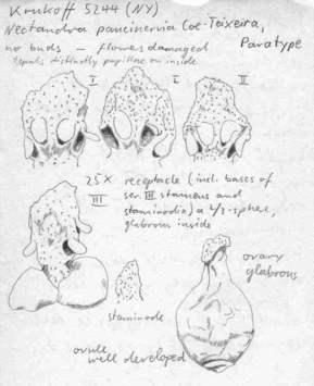 Vorschaubild Nectandra paucinervia Coe-Teix.